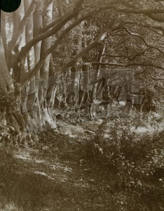The Ogres Wood, Downe, Downe