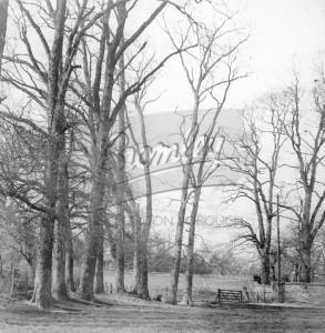 Newell Meadow, Orpington, Orpington