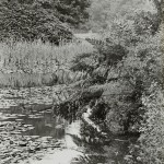 Scotney Castle, osmunda by the moat, Lamberhurst nd