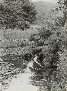 Scotney Castle, osmunda by the moat, Lamberhurst nd