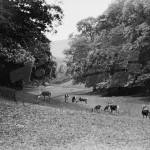 In Knole Park, Sevenoaks nd