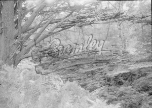 Holwood, Keston, Keston 1957