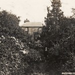 Rhododendron Avenue