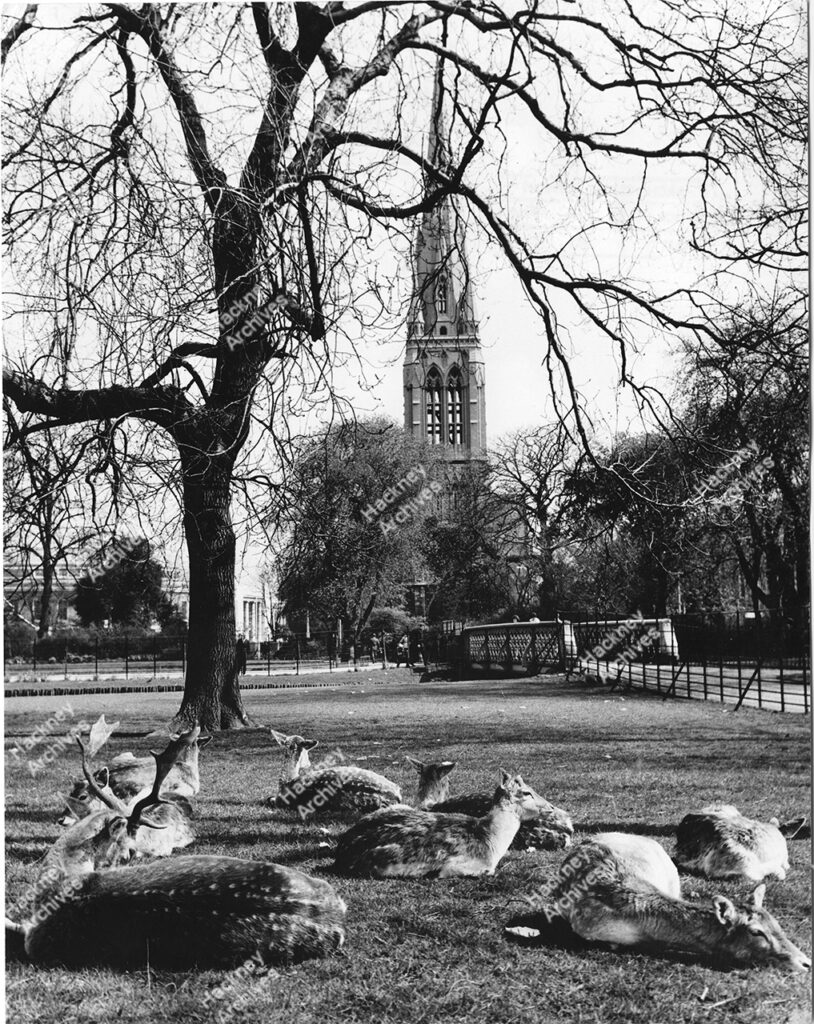 The deer enclosure at Clissold Park, looking east towards the town hall. Includes New St. Mary’s Church and bridge, c.1965.