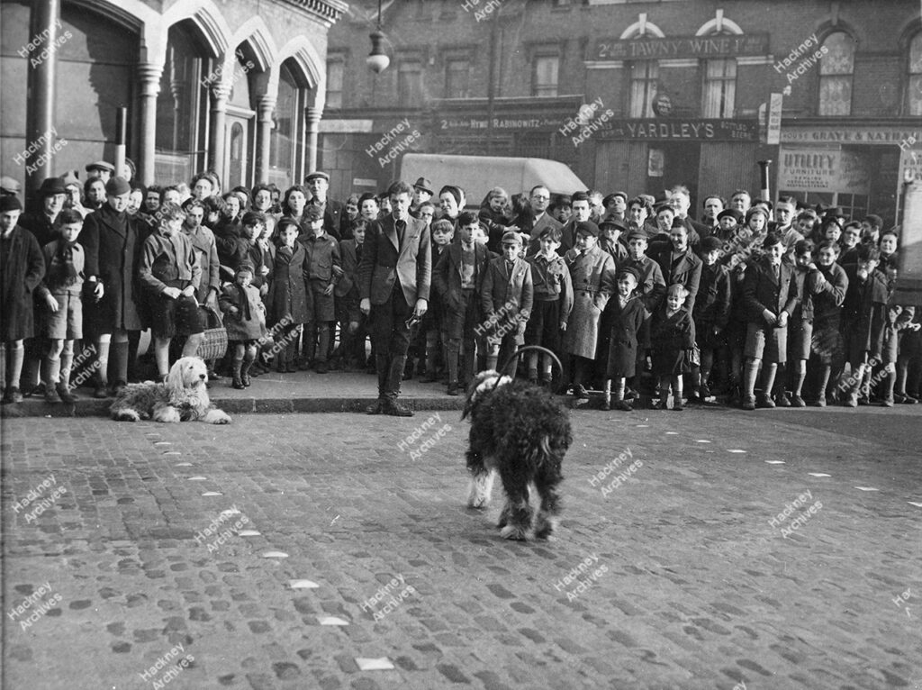 Dog training demonstration at the junction of Stamford Hill (east side) and Cazenove Road. Includes corner of Weaver’s Arms pub. 1950s