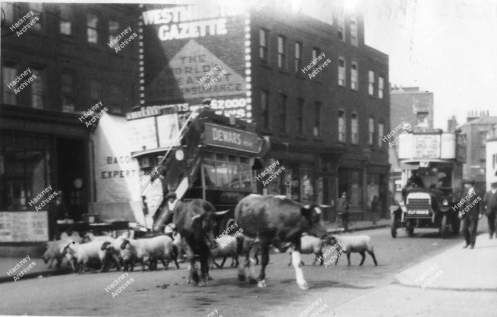 Stoke Newington Church Street, Hackney. 1922. View west from the corner of Yoakley Road. Includes motor bus, flock of sheep and cattle on road.