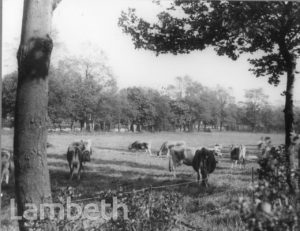 FRENCH'S FIELD, GIPSY HILL, UPPER NORWOOD