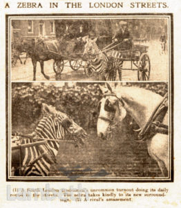 ZEBRA CART, CLAPHAM COMMON, CLAPHAM