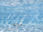 BROCKWELL LIDO,...