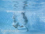 BROCKWELL LIDO,...