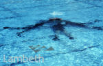 NAVY DIVERS, BR...