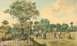 HARVESTING, ST GEORGE'S FIELDS
