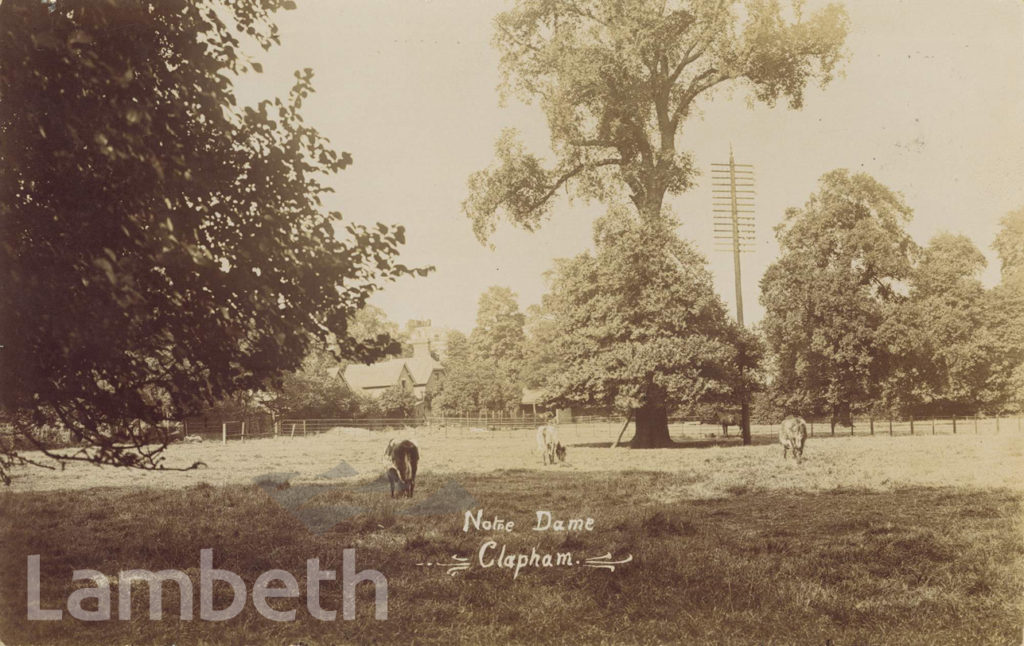 COWS, NOTRE DAME CONVENT, SOUTH SIDE, CLAPHAM