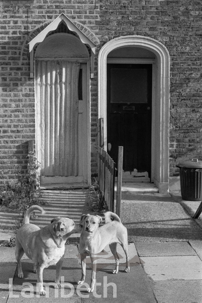 DOGS, STONHOUSE STREET, CLAPHAM