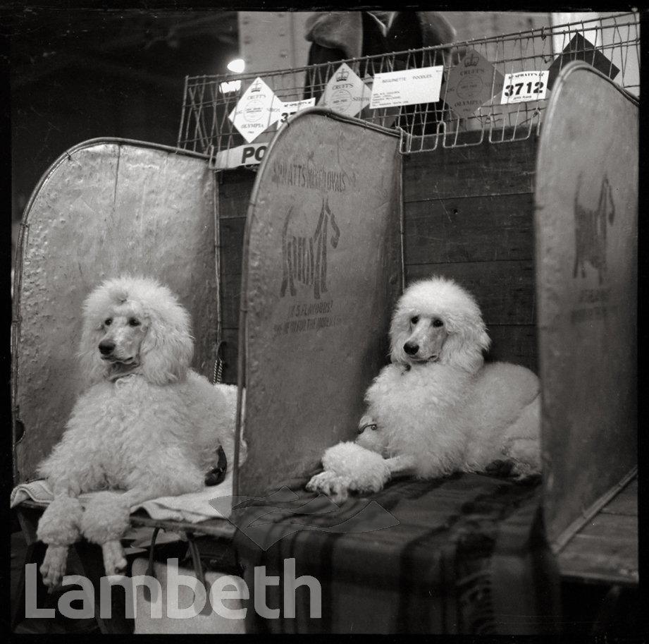 POODLES, CRUFTS DOG SHOW, OLYMPIA