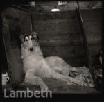 BORZOI, CRUFTS ...