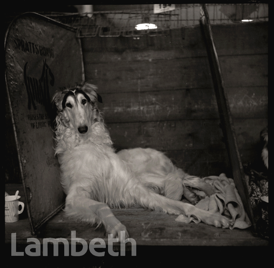 BORZOI, CRUFTS DOG SHOW, OLYMPIA