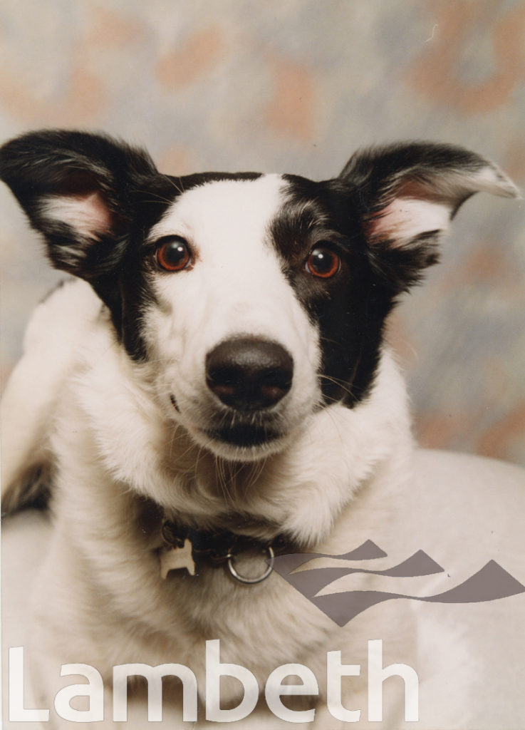 STUDIO PORTRAIT OF DOG