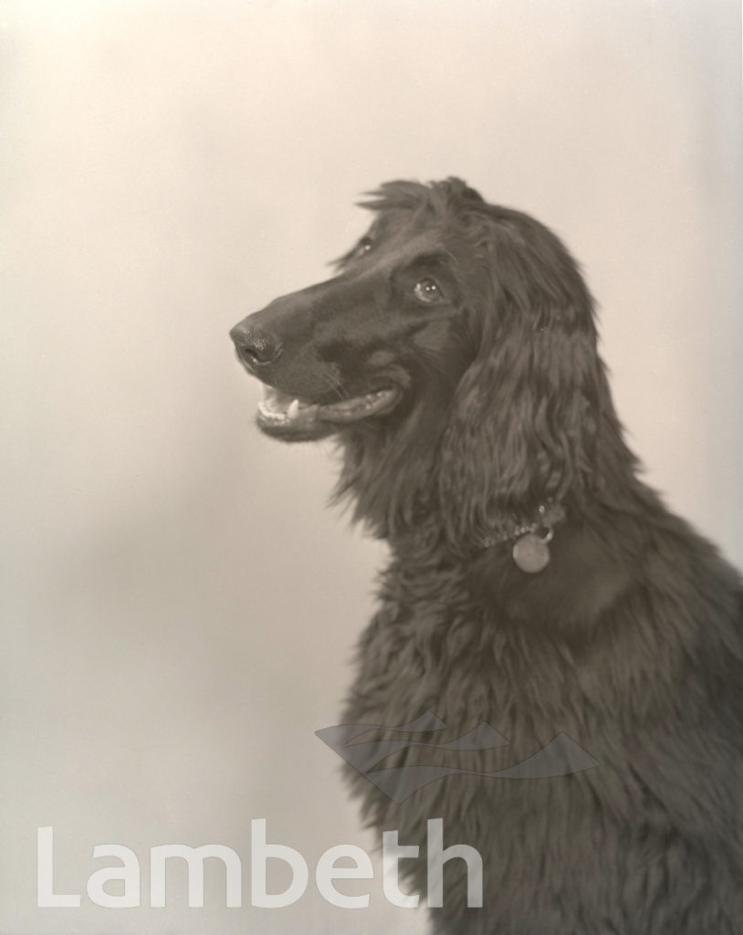 DOG’S STUDIO PORTRAIT BY MANNING PHOTOGRAPHERS