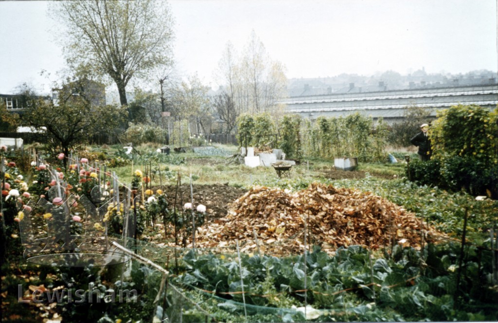 Allotments between Baring Road and the Railway