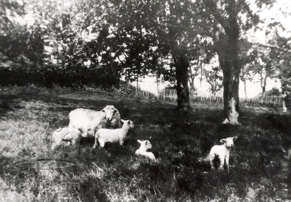 Sheep In Beckenham Place Park