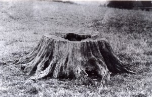 Stump of ‘The Oak of Honour’
