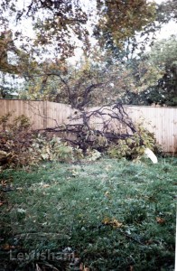 Damaged Chesnut Tree