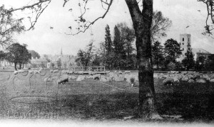 Ladywell Recreation Ground With Sheep Grazing, St Mary’s Church In Background