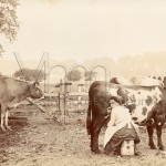 Milking cows at Bulls Farm