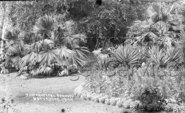 The sub-tropical gardens, Battersea Park